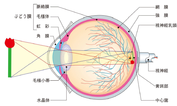 黄斑の病気 | 的場眼科クリニック